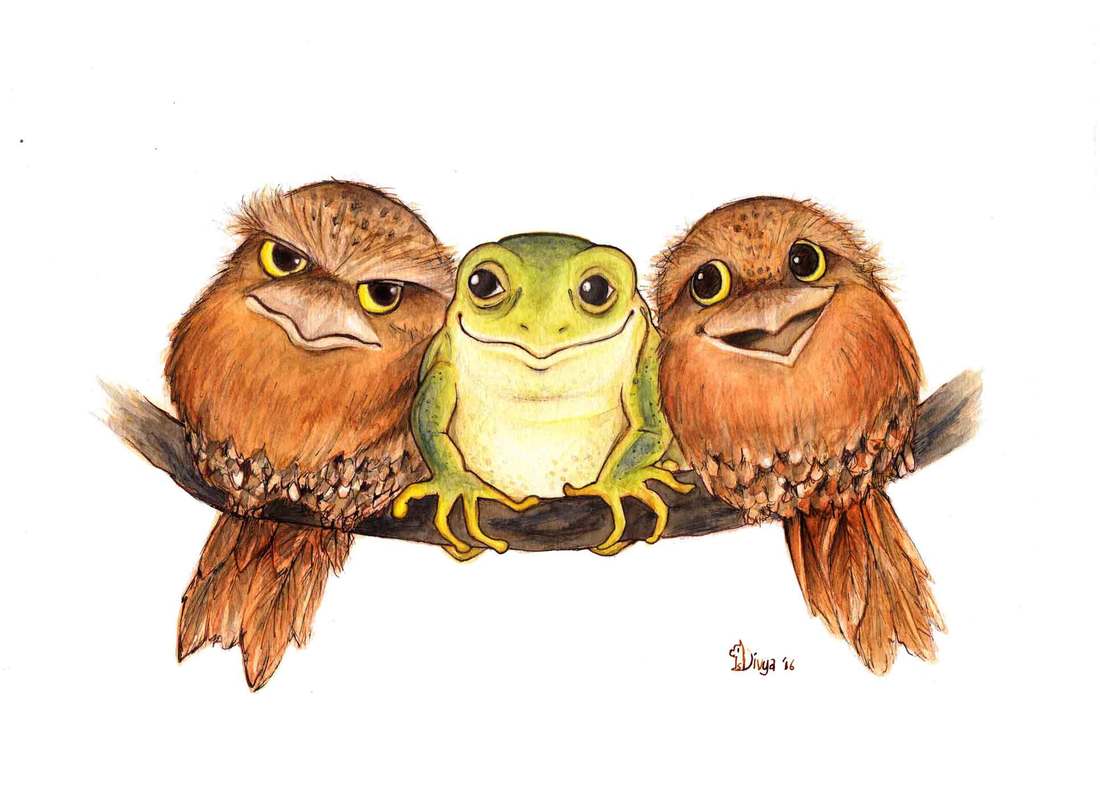 Two frogmouths sitting on a branch with a frog. Fun animal illustration by Divya George.
