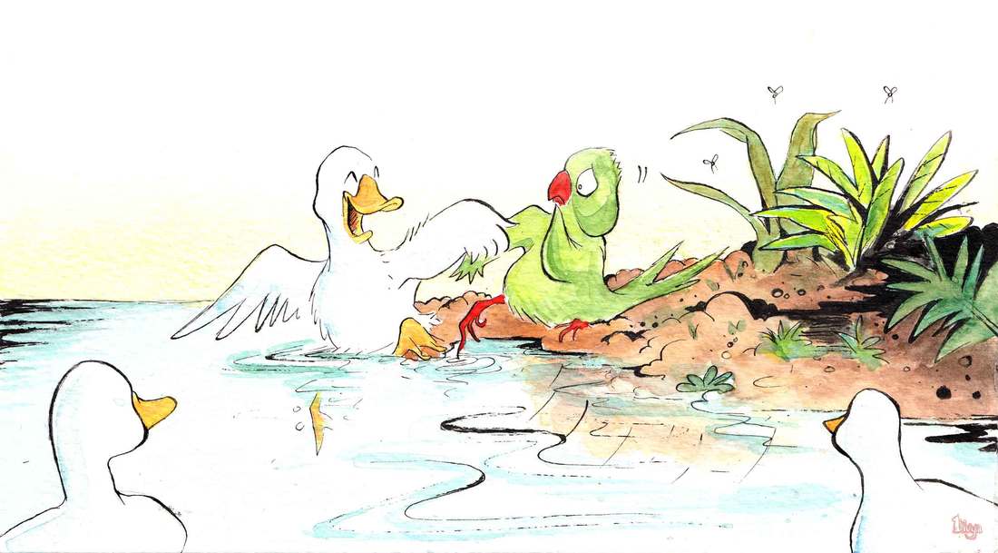 A Duck tries to teach a Parrot how to swim. Fun Watercolour Animal Illustration by Divya George.
