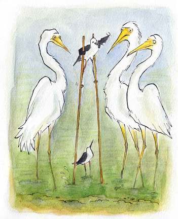 A stilt bird is on stilts surprising the tall cranes. Watercolour illustration by Divya George.