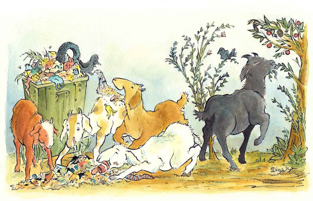 One goat eats healthy fruits while the others enjoy  junk from a garbage can. Watercolour illustration by Divya George.