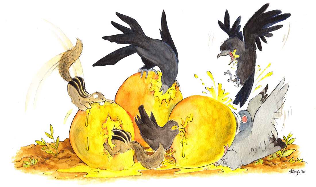 Ccrows, mynahs, squirrels and a pigeon enjoy some mangoes. The pigeon is biting off more than it can chew. Fun animal and bird illustration by Divya George.