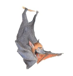 A batty bat laughing