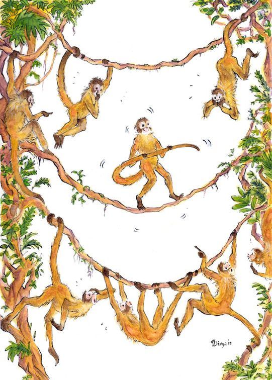 Spider monkeys are astonished when one of them walks like a tightrope walker across a liana vine. Fun watercolour animal illustration by Divya George.