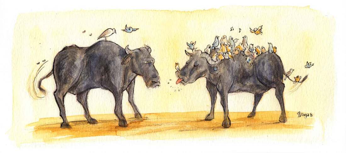 Birds are having a party on one buffalo and deserting the other. Fun watercolour animal illustration by Divya George.